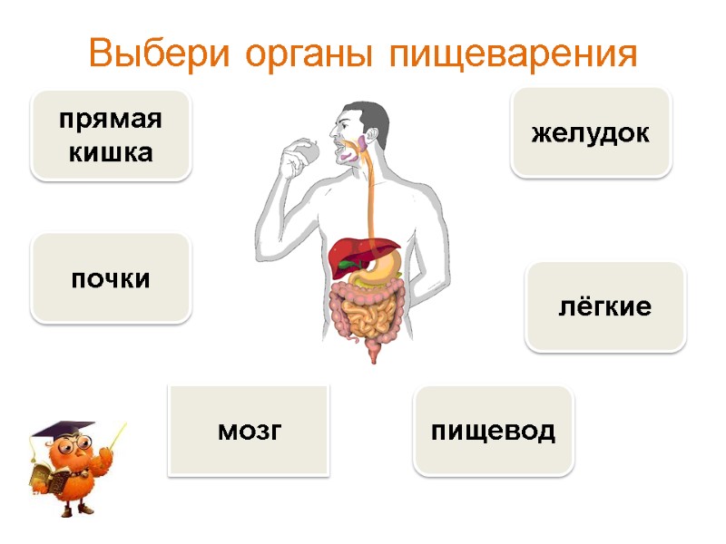 Выбери органы пищеварения  прямая кишка пищевод желудок лёгкие почки мозг